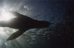 Playful seal entertaining us while freediving in the Kapi... by Quentin Long 